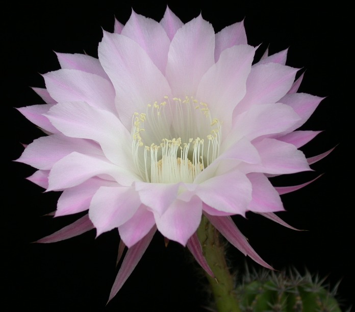 Fragrant Flower